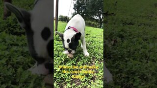 It’s a Dog’s Life #shorts