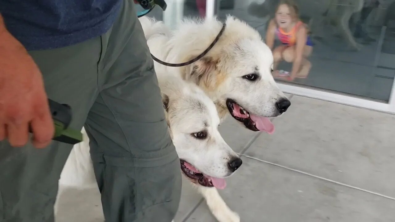 Heeling LGD Dogs. Dog Training Center - Moments In Training