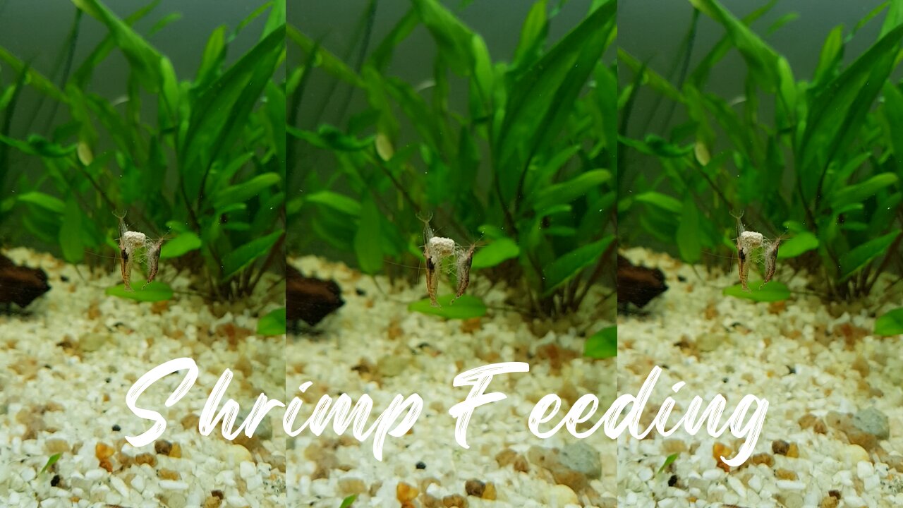 Shrimp Feeding on Pellet Helicopter