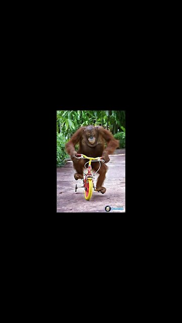 monkey steals and rides a bike