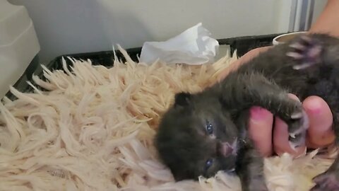 Meet the Rock Star Babies
