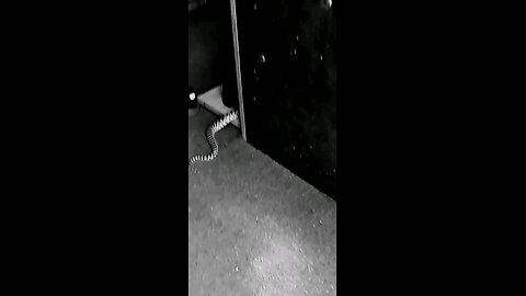WE$T CLIP NINE - SNAKE
