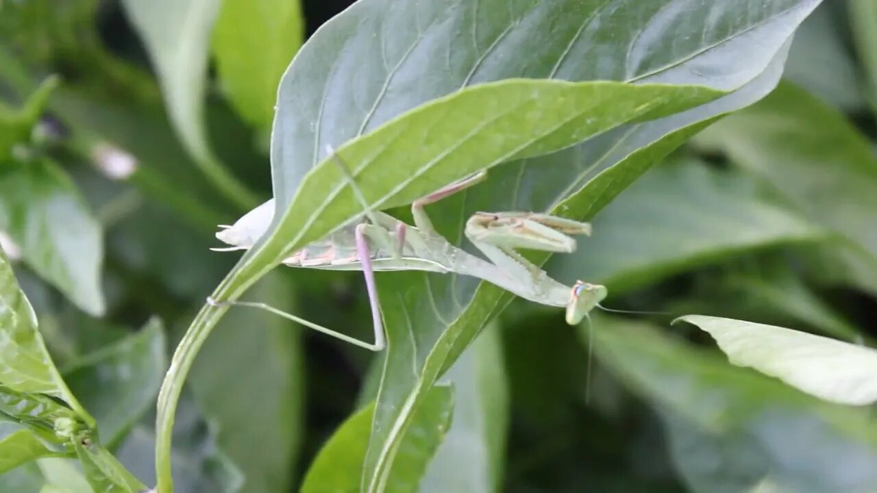 T Bird And Reds Huge Praying Mantis's. The Bird's Sand Bagging