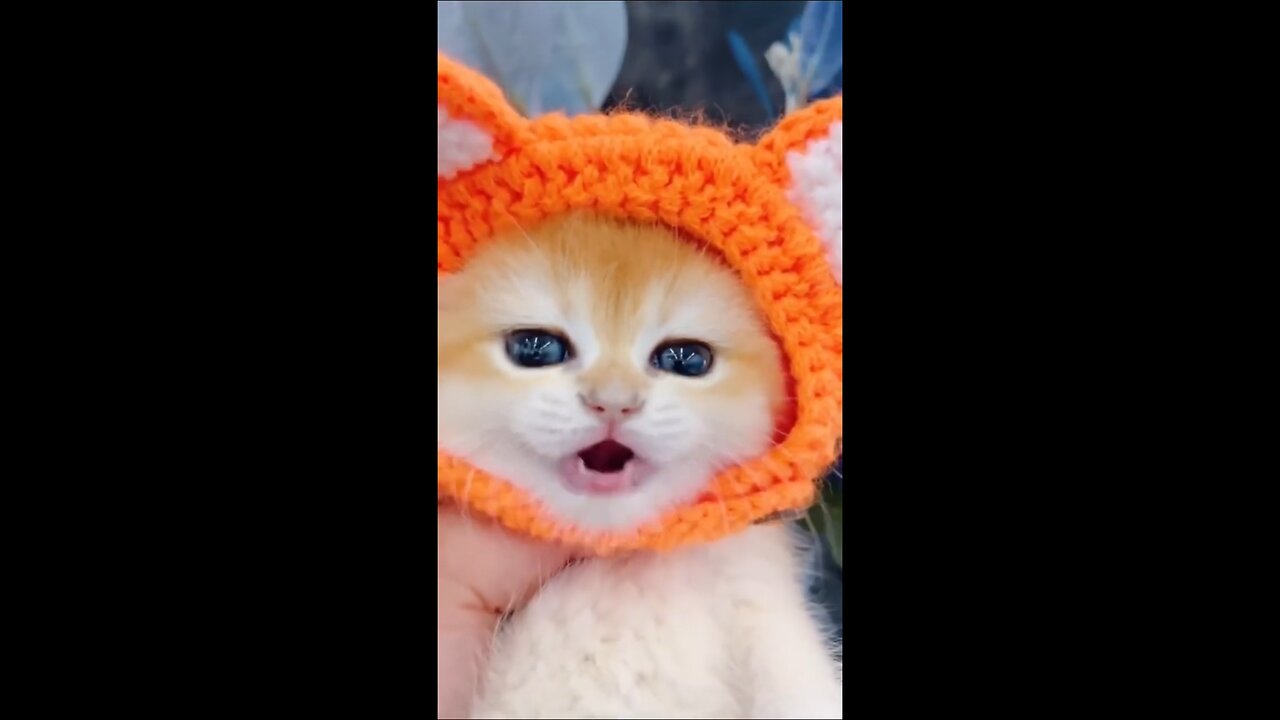 kitten meowing #kitten #meowing