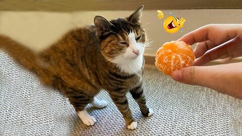 LAUGH Non-Stop With These Funny Cats