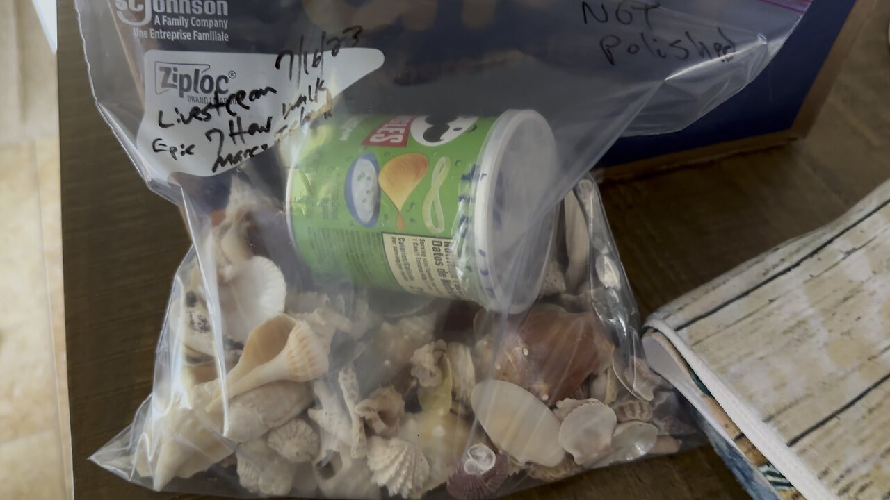 Beach Finds 7/16/2023 Bagged and Tagged #FYP #Seashells #MarcoIsland #ResidentsBeach #TigertailBeach