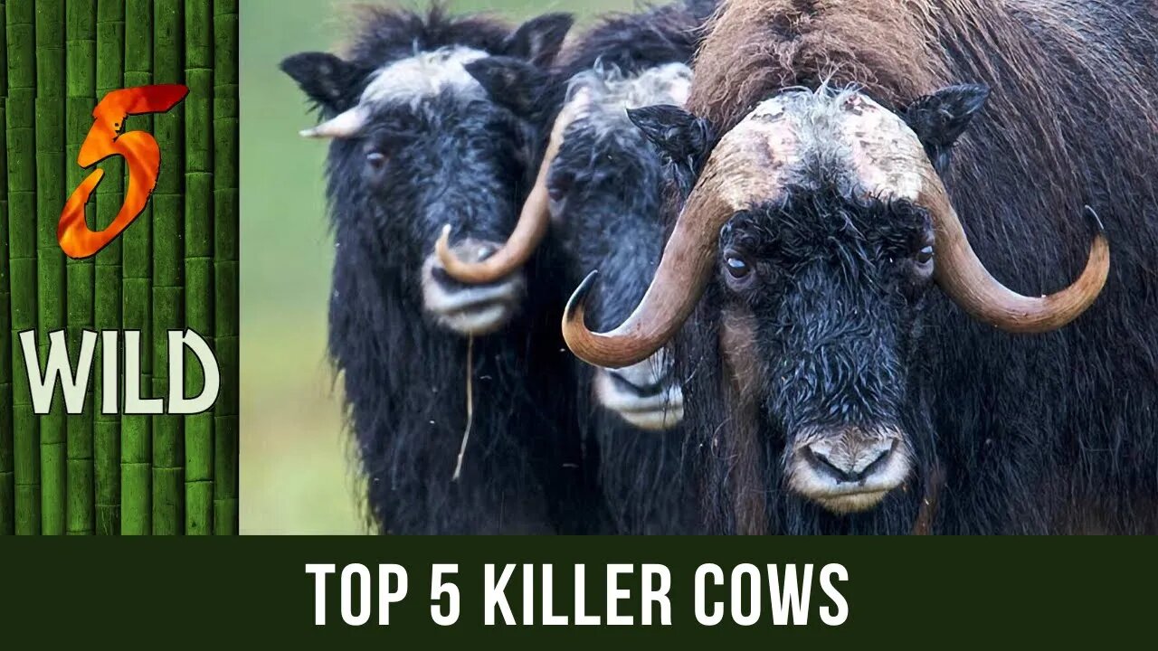 Top 5 Bovines That Killed A Person | #5WILD