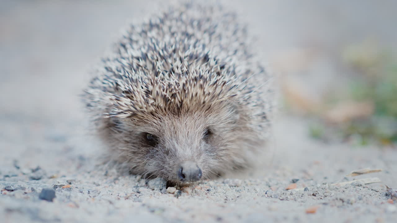 Cute Little Hedgehogs Compilation / TRY NOT TO AWW!