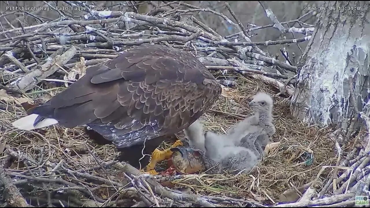 Hays Bald Eagles Mom feeds H17 a Catfish Eyeball 2022 04 04 13:31