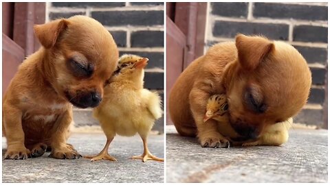 Chick becomes the pillow of this puppy