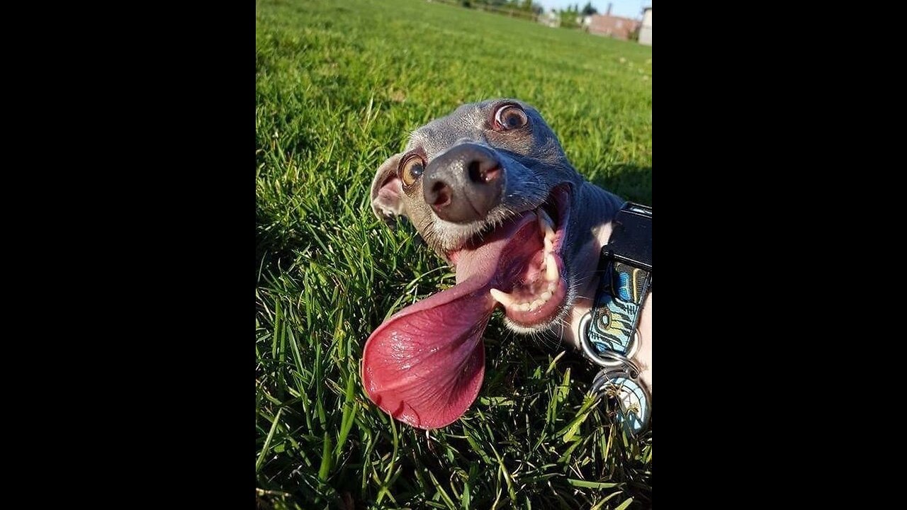 Laughter animal jokes