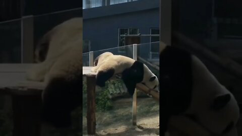 que preguiçoso 😂😂