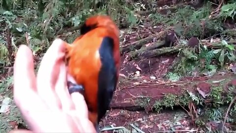 Hooded Pitohui