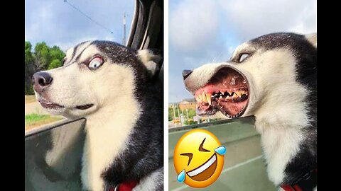 Funny Animals (dogs🐶and cats😻)Challenge 2023😻🤣