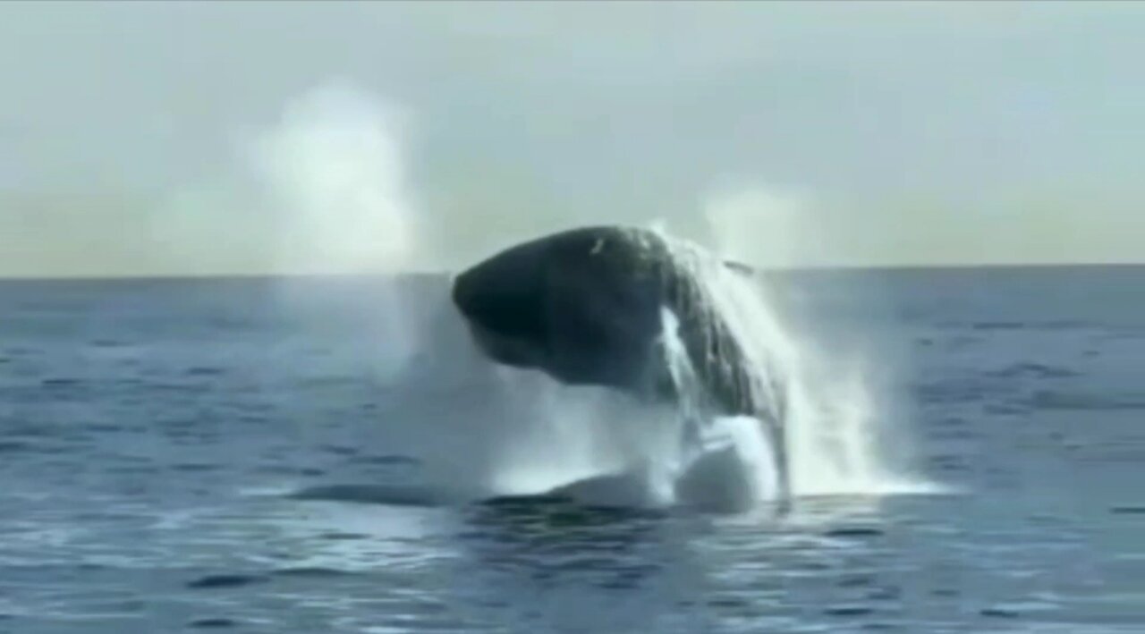 Breaching Sperm Whales