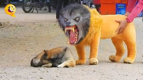 Troll Prank Dog Funny & fake Lion and Fake Tiger Prank To dog & Huge Box Prank to dog