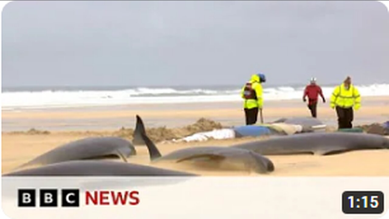 Mass stranding leaves entire pod of 55 pilot whales dead - BBC News