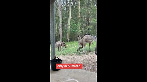 Kangaroo