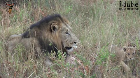 Daughters Of The Mapogo Lions - Rebuilding The Othawa Pride - 81: Before Meeting a Rival Lioness