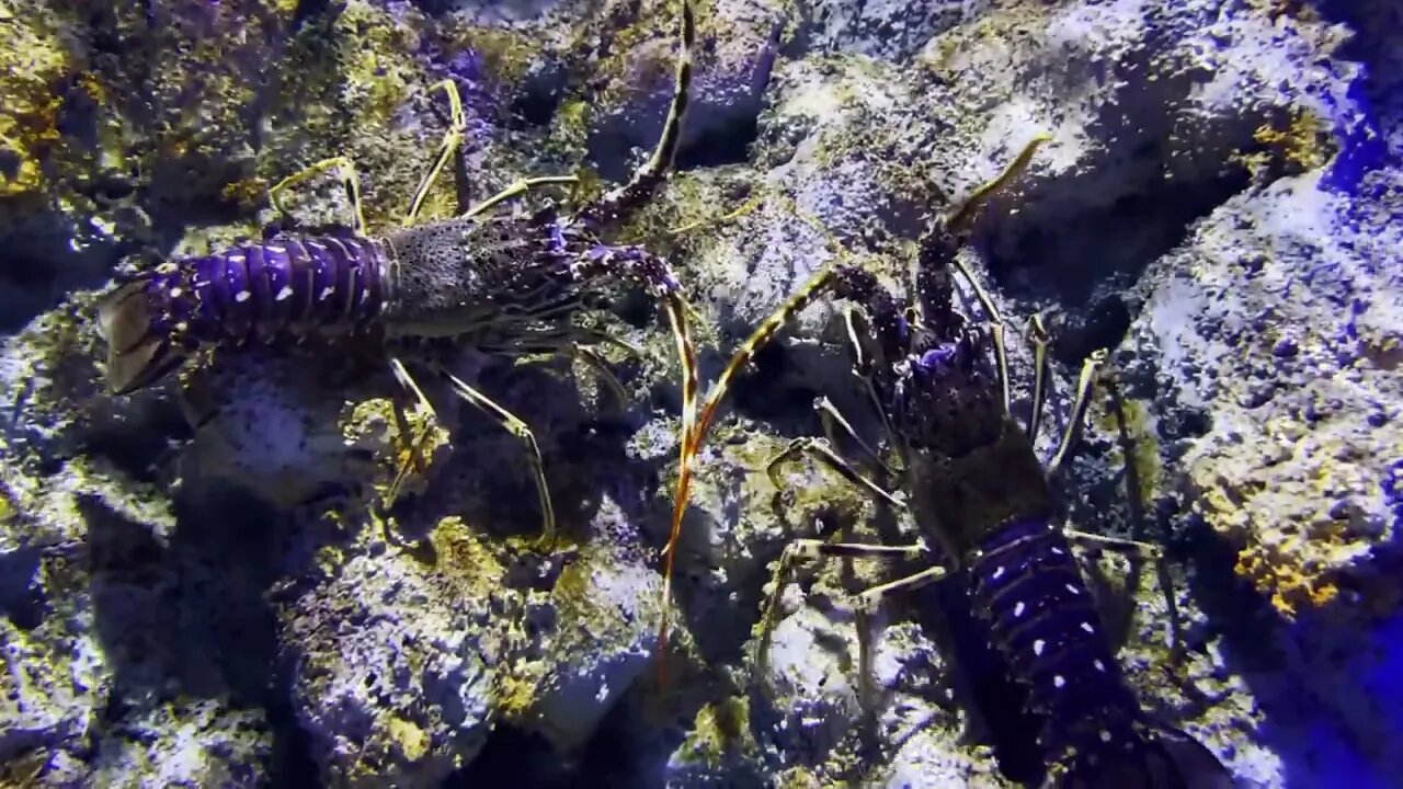 Spiny Lobster In Underwater87