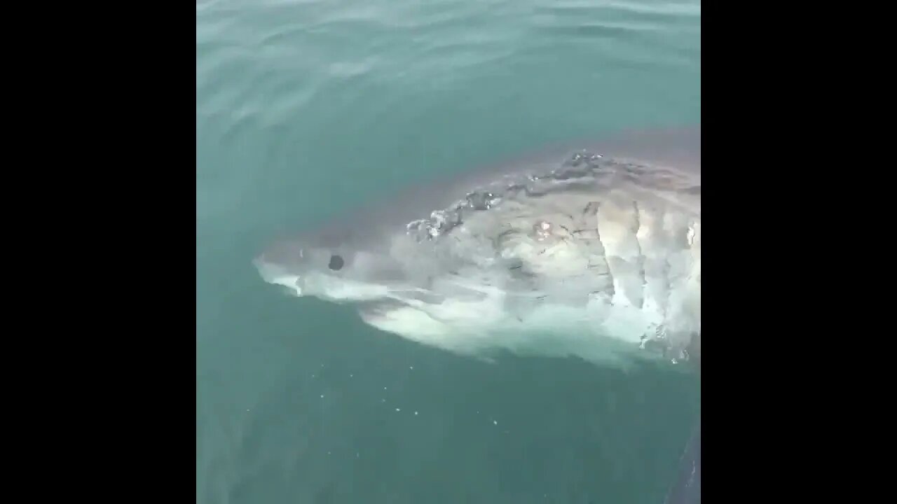 This is Rona. A 17’ female white shark.