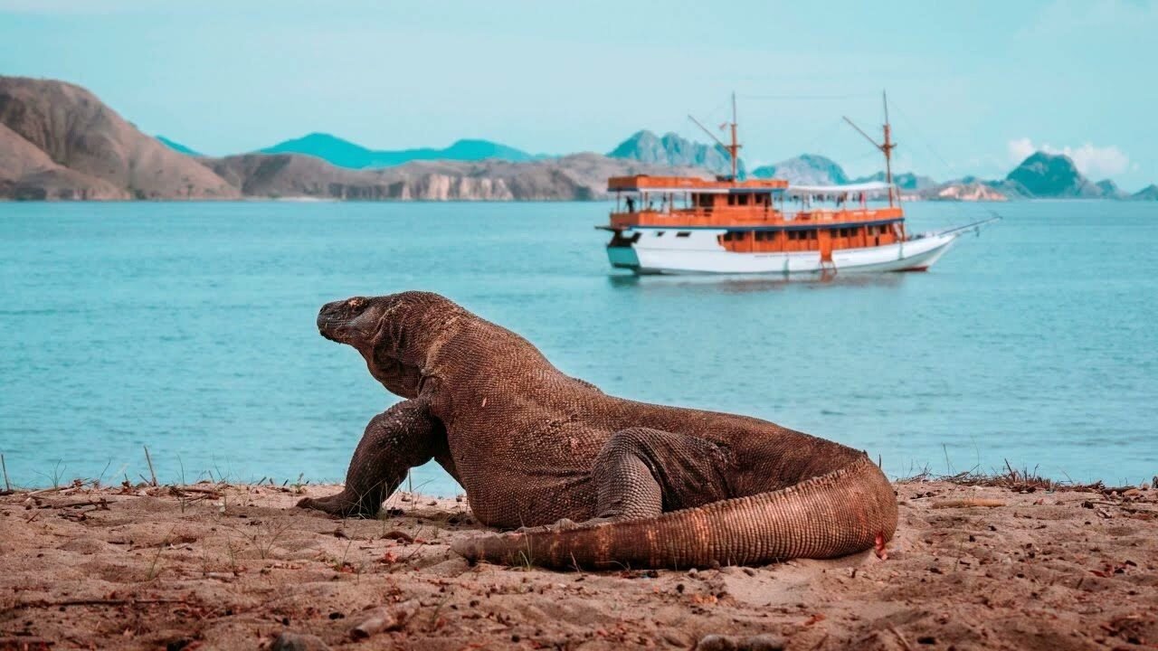 Komodo Dragons Mythical Tales and Truths