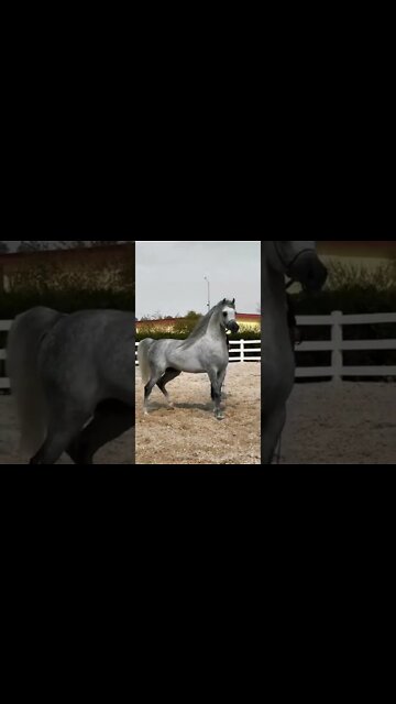 #shorts #2022 funny,prank,funjokes,dad jokes,funny memes,funny video,fun,laughing,funny animal,knock