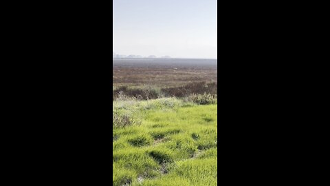 Mare Island Hike