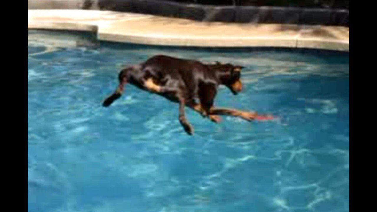 Red Doberman jumping & swimming in our pool!