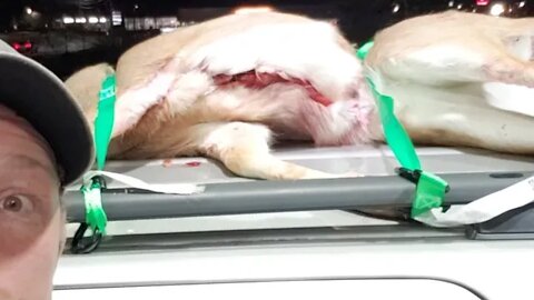 DEER ON MY VAN!!!