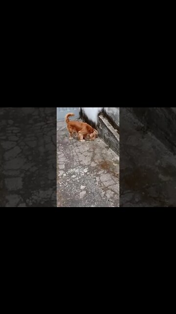 #dogshow , #animals , #dogs , #shorts