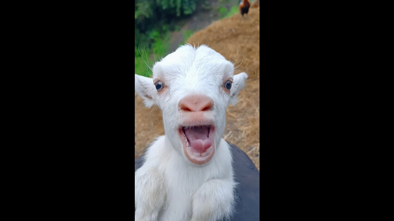 goat funny video