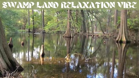 Swamp Land Relaxation Vibe / 6 Hours