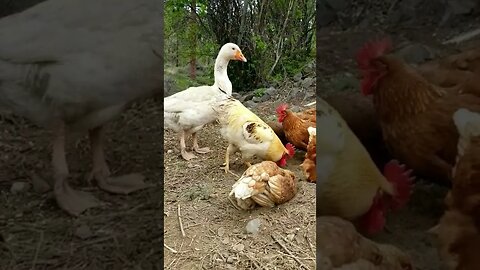 #chickens #layers #freerange #homesteading #homesteadlife #farm #farmlife #farmanimals #goose