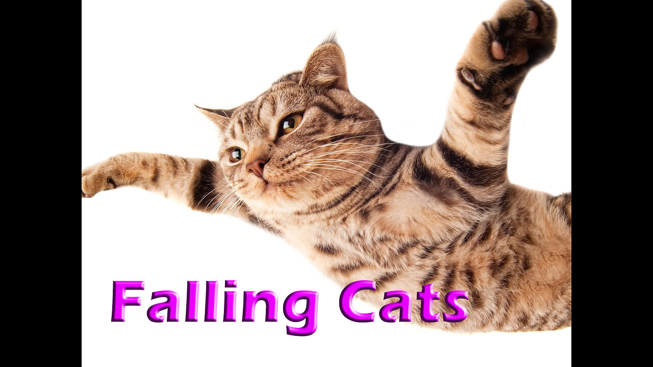 From High to Low: The Comical World of Falling Cats