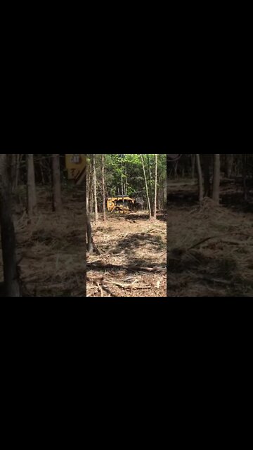 Forest Mulching Eating Trees on Land Cleanup of Underbrush
