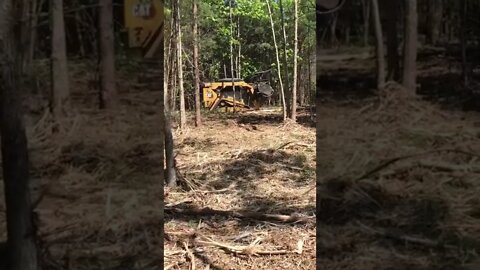 Forest Mulching Eating Trees on Land Cleanup of Underbrush