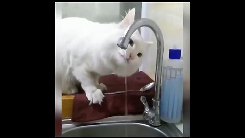 Cute cat funny video 😂