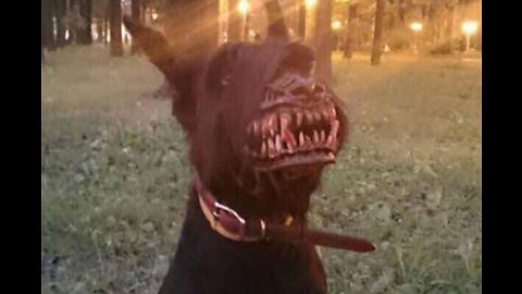 Extreme Zombie Dog Death Reaction.! 😱