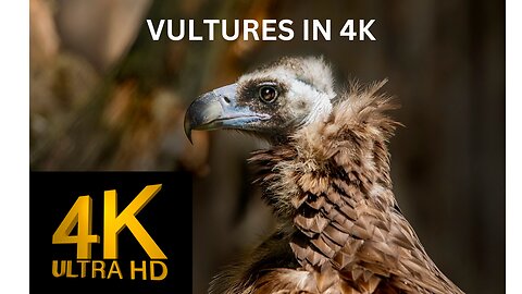 VULTURES in Stunning 4K