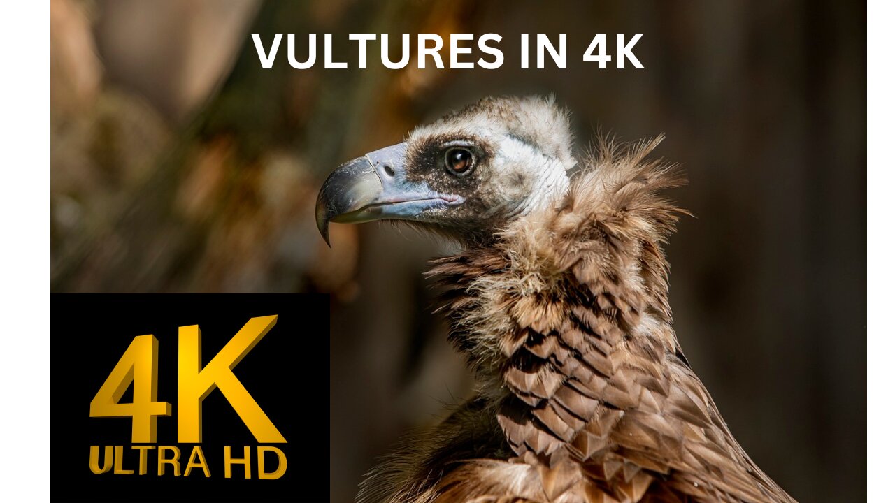 VULTURES in Stunning 4K