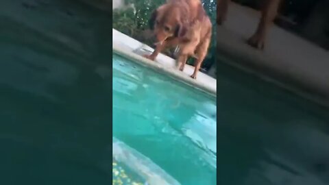 Doggo is worried when his human is in the pool and wants to hold his hand