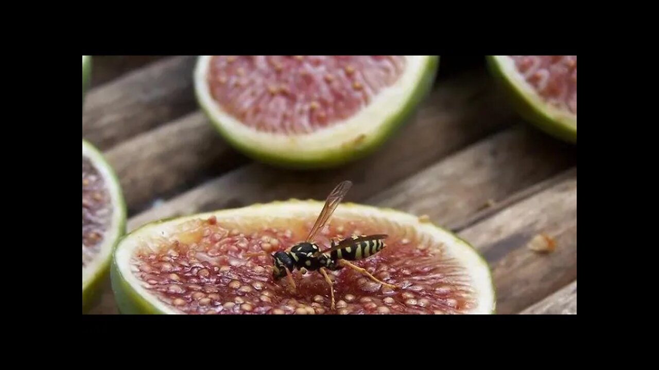 어느 채식의사의 고백, 존 맥두걸, 우유는 송아지를 위한 음식, 유제품, 낙농업자, 뼈, 칼슘, 동물성단백질, 칼슘 배출, 고기를 많이 먹을 수록 골다공증과 담석증, 아미노산