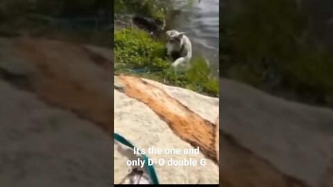 MEME is the one and only D-O double G #shorts