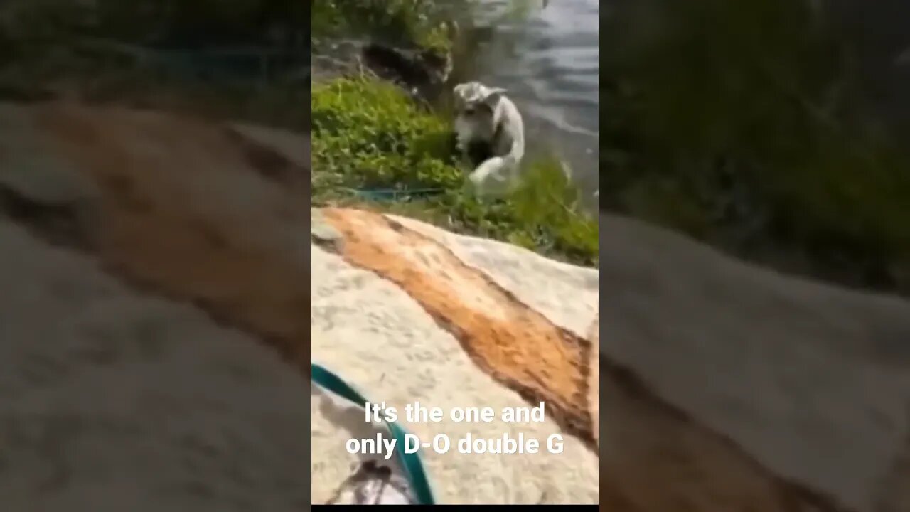 MEME is the one and only D-O double G #shorts