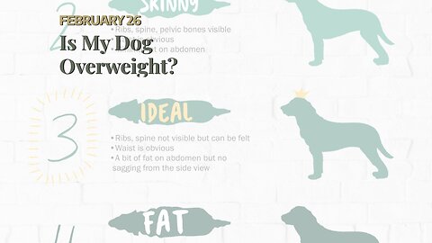 Is My Dog Overweight?