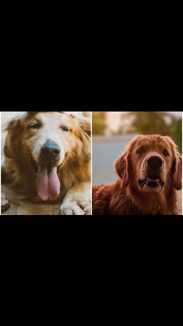 Smart dog play with towel