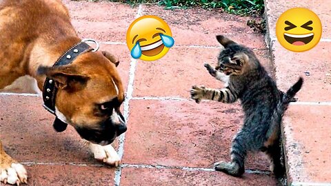 Best funny dog and cats