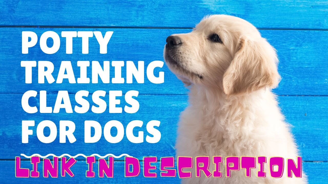 Potty Training Classes For Dogs - Potty Training Classes For Puppies