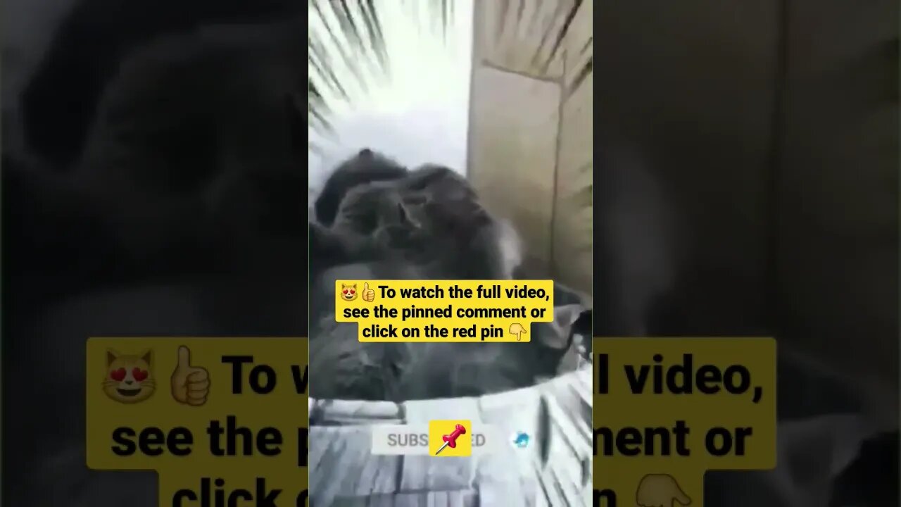 cute cat videos 😹funny videos 😂1417😻#shorts #catvideos #funnycatsvideos #cat #funny_cat #cutecat